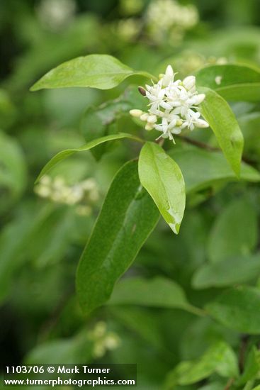 Cornus glabrata