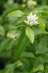 Brown Dogwood blossoms & foliage detail