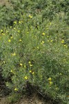 Bush Poppy