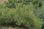 Bush Poppy