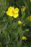 Bush Poppy blossom & foliage