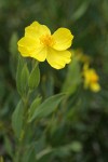 Bush Poppy blossom & foliage