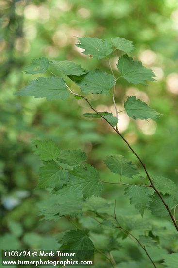 Neviusia cliftonii