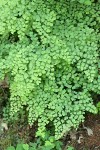 California Maidenhair Fern