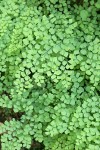 California Maidenhair Fern