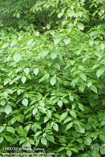 Cornus sessilis