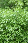 Blackfruit Dogwood foliage