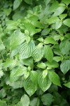 Blackfruit Dogwood foliage