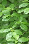 Blackfruit Dogwood foliage w/ immature fruit