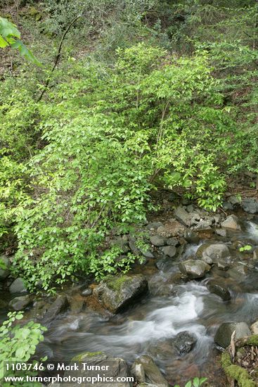 Cornus sessilis