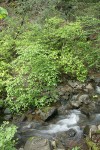 Blackfruit Dogwood along Waters Creek