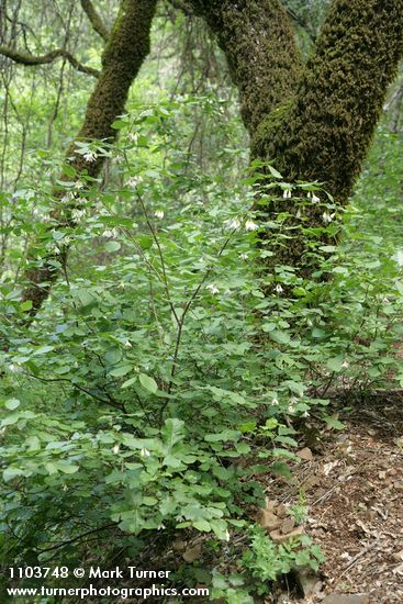 Styrax redivivus