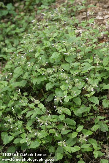 Draperia systyla