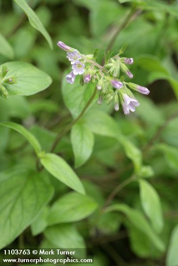 Draperia systyla