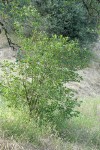 Poison-oak