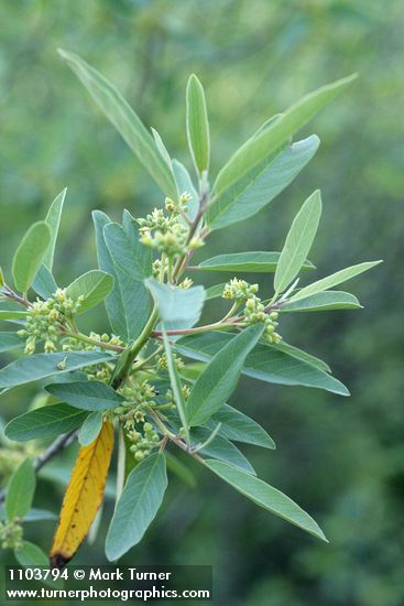 Frangula californica (Rhamnus californica)