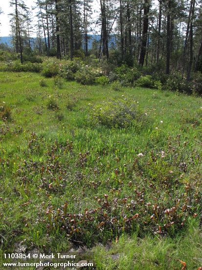 Darlingtonia californica; Rhododendron occidentale; Pinus jeffreyi