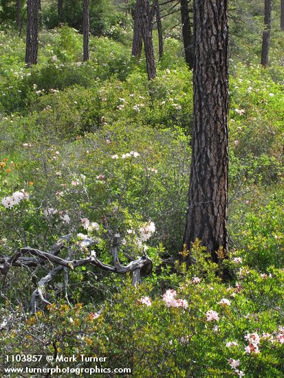 Rhododendron occidentale; Pinus jeffreyi