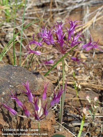 Allium acuminatum