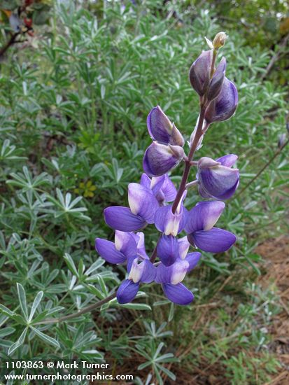 Lupinus sericeus