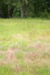 Silver Hairgrass & other grasses in meadow