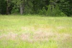 Silver Hairgrass & other grasses in meadow