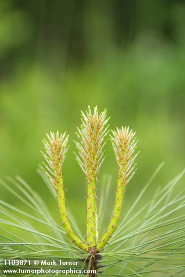 Pinus jeffreyi