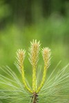 Jeffrey Pine new growth