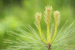 Jeffrey Pine new growth