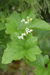 Coast Manroot blossoms & foliage