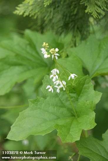 Marah oreganus