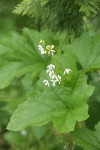 Coast Manroot blossoms & foliage