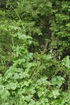 Coast Manroot climbing on Incense Cedar