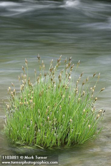 Carex nudata