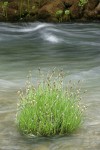 Torrent Sedge in Deer Creek