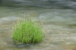 Torrent Sedge in Deer Creek