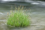 Torrent Sedge in Deer Creek