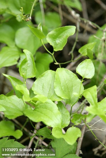 Smilax californica