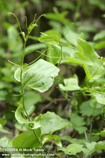 Smilax californica