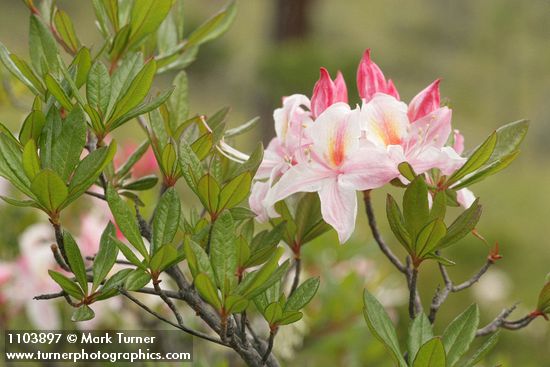 Rhododendron occidentale