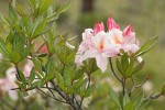 Western Azalea blossoms & foliage