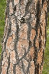 Jeffrey Pine bark