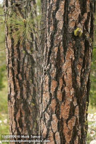 Pinus jeffreyi