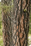 Jeffrey Pine trunks