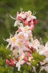 Western Azalea blossoms