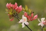 Western Azalea buds & blossom