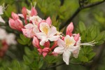 Western Azalea buds & blossom