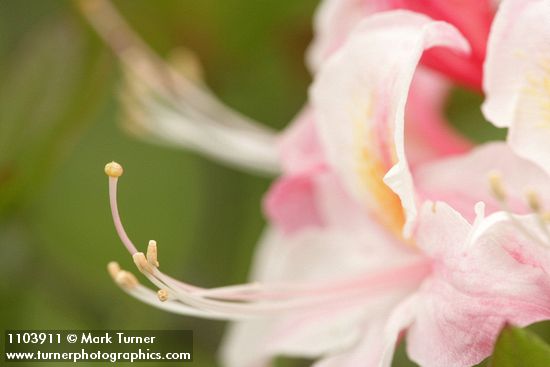 Rhododendron occidentale