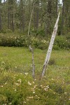 Western Azaleas & California Pitcher Plant in fen w/ Jeffrey Pines bkgnd