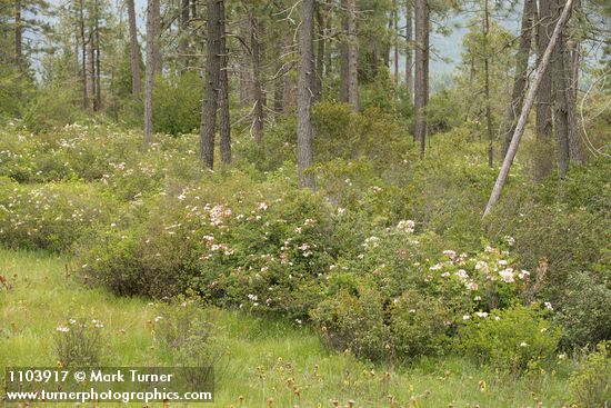 Rhododendron occidentale; Darlingtonia californica; Pinus jeffreyi